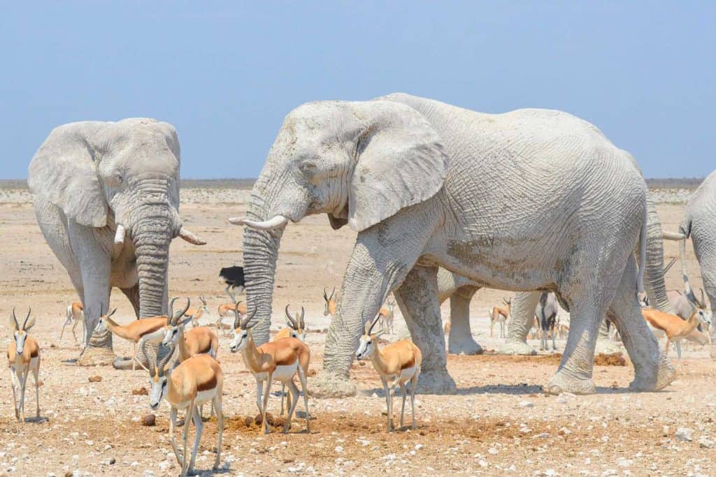white elephants